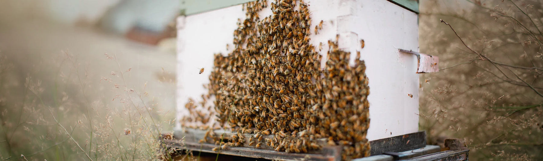 Bees Bearding on the Hive: What It Means and When to Worry