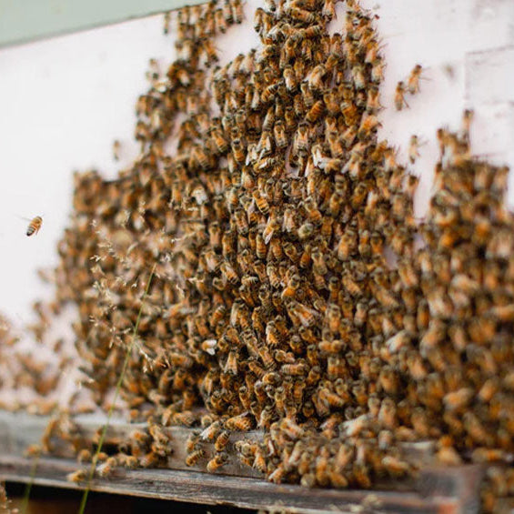 Bees Bearding on the Hive: What It Means and When to Worry
