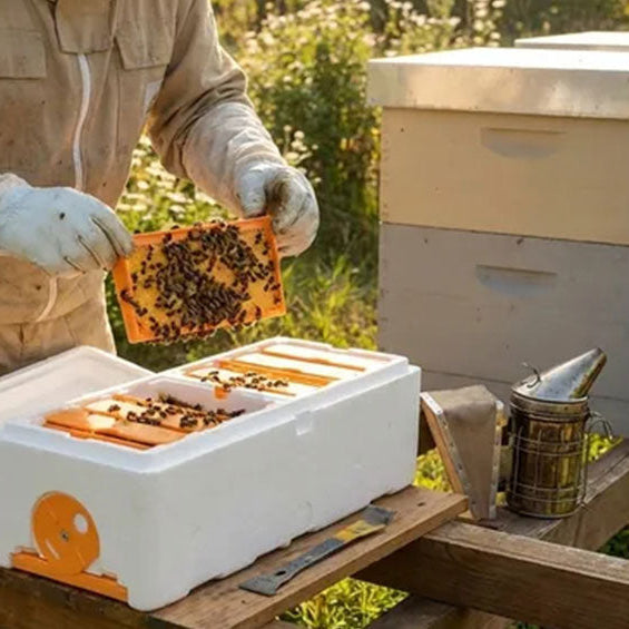 How to Build and Manage a Queen Mating Nuc
