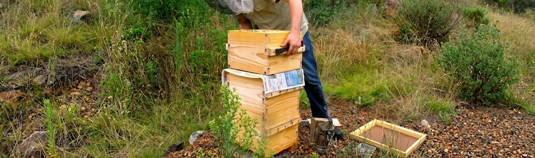 Combining Beehives: The Newspaper Combine for Weak Colonies