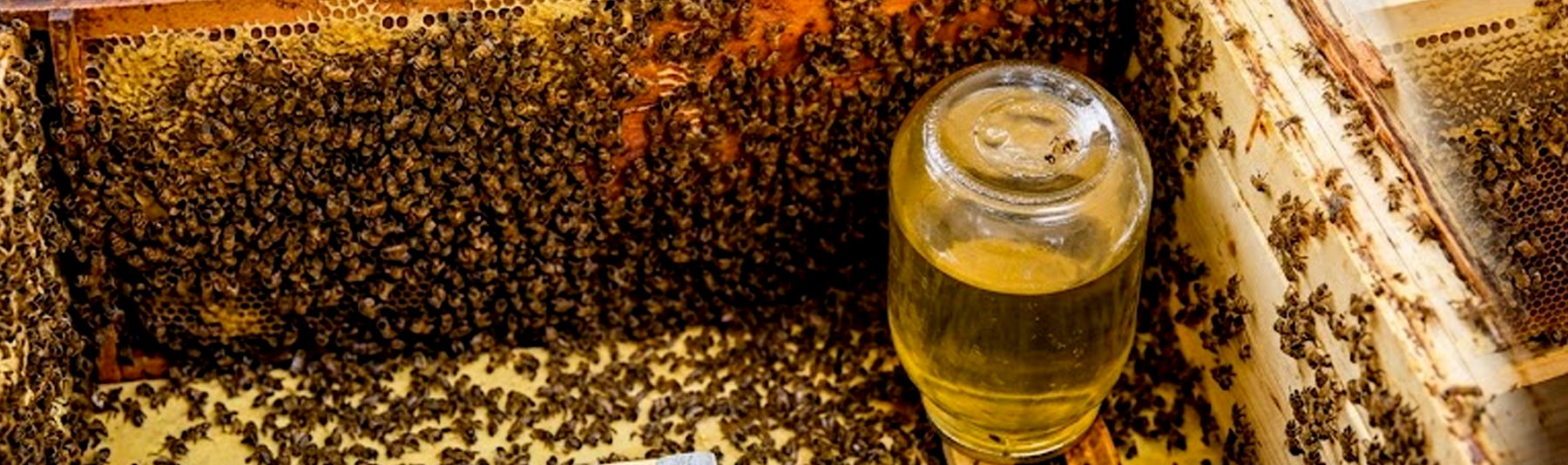 Sugar Syrup for Bees: 2:1 vs 1:1 Fall Feeding Ratios Explained