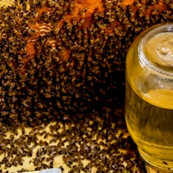 Sugar Syrup for Bees: 2:1 vs 1:1 Fall Feeding Ratios Explained