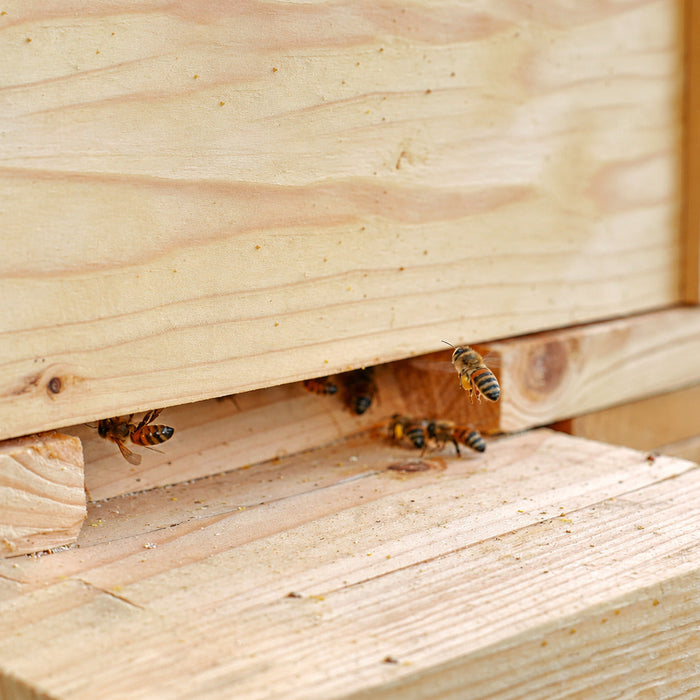 Beehive Entrance Reducers Explained: Sizing Them Right for Fall and Winter
