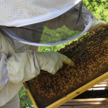 How often should you inspect your beehive?