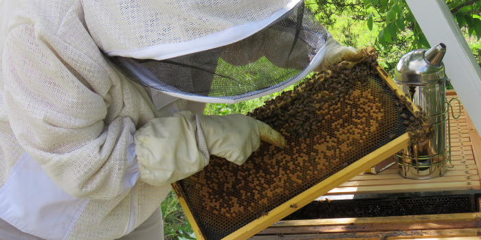 How often should you inspect your beehive?