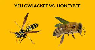 Honey Bee vs Yellow Jacket: Top 5 Unique Features