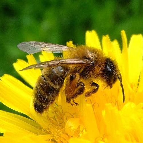 Sweet News from Us Beekeepers: Number of Bees and Colony at 20-Year High