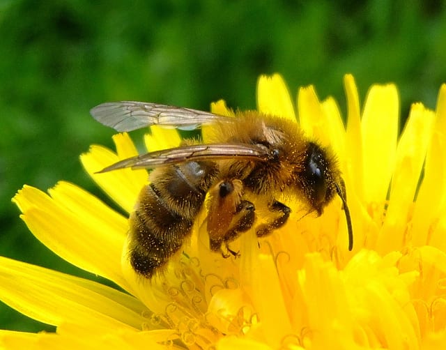 Sweet News from Us Beekeepers: Number of Bees and Colony at 20-Year High