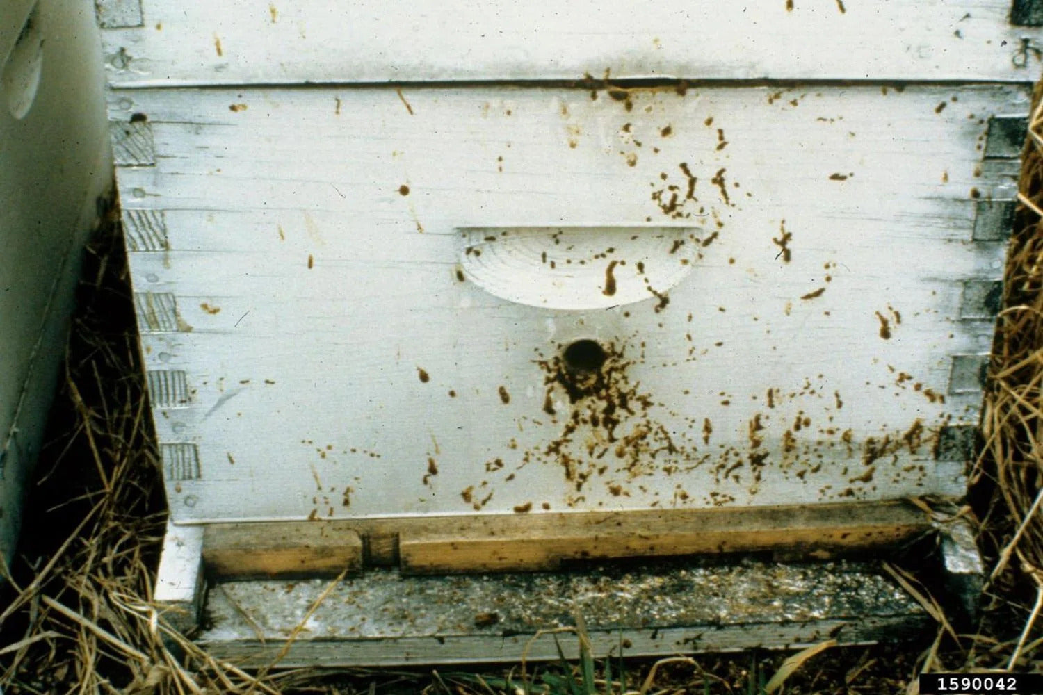 Nosema Disease in Honey Bees: Symptoms, Causes, and Fall Treatment