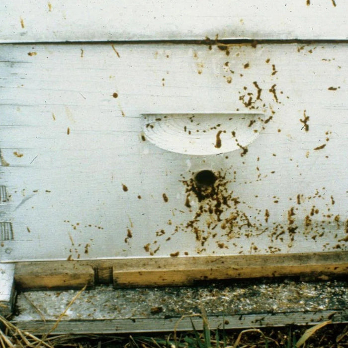 Nosema Disease in Honey Bees: Symptoms, Causes, and Fall Treatment