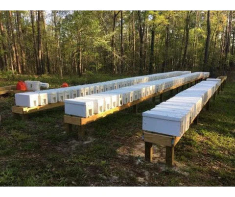 Blythewood Bee Company 2024 Nucleus Beehives For Sale (NUC)