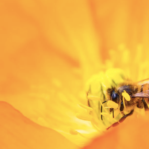 How to Keep Bees During A Dearth of Nectar