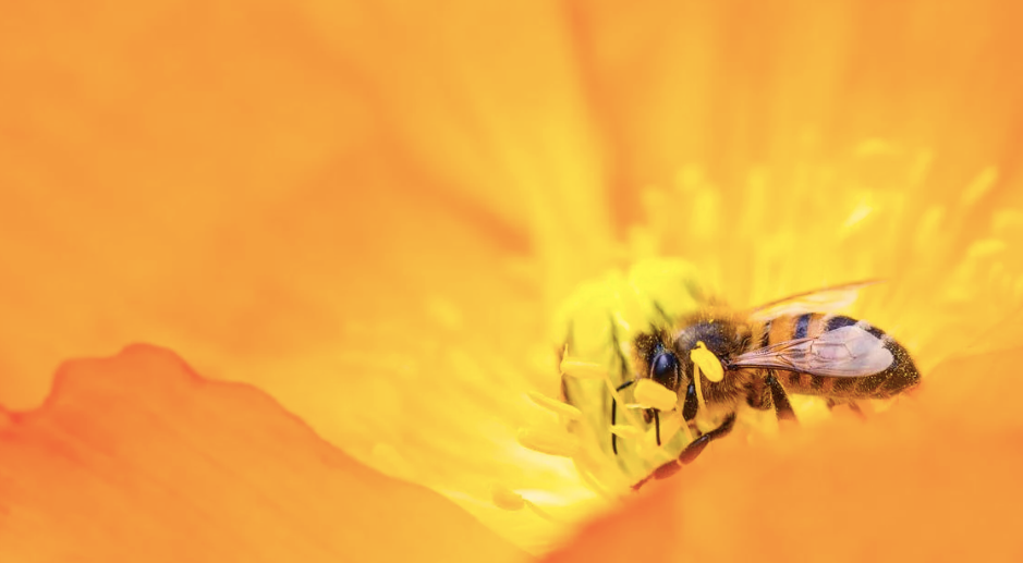 How to Keep Bees During A Dearth of Nectar