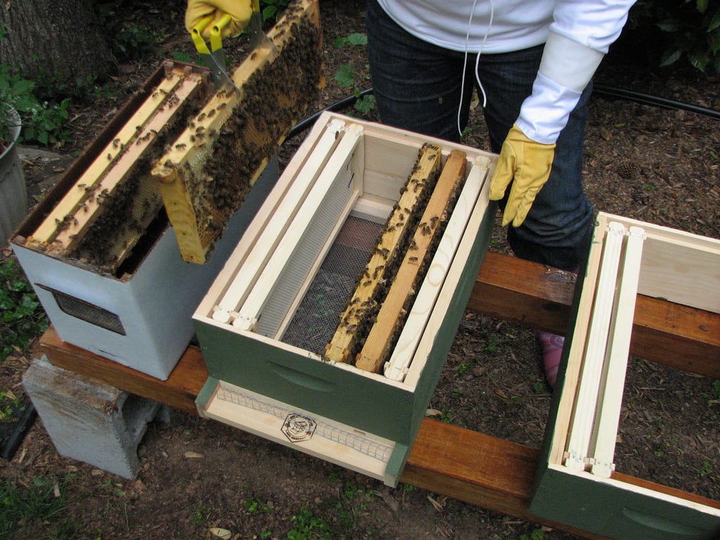 Nuc vs Package Bees: Best Way to Start Your Colony This Spring