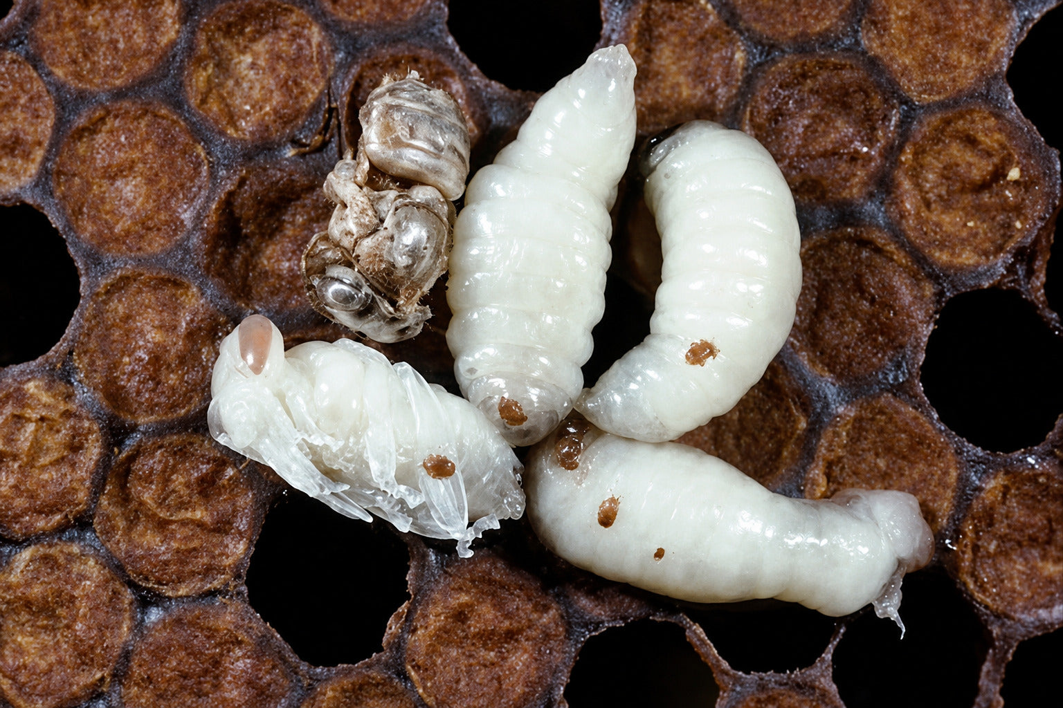 Tropilaelaps Mites: Are They the Next Big Threat to US Beekeeping?