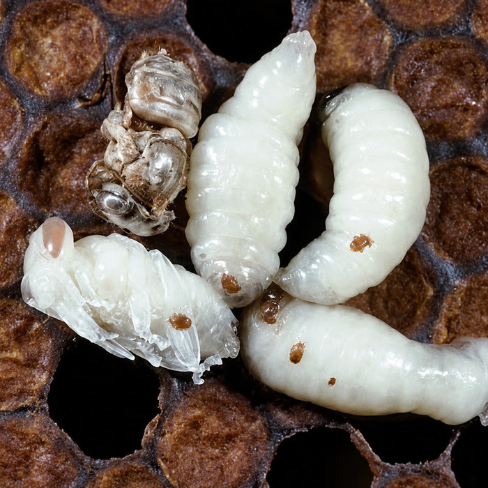 Tropilaelaps Mites: Are They the Next Big Threat to US Beekeeping?