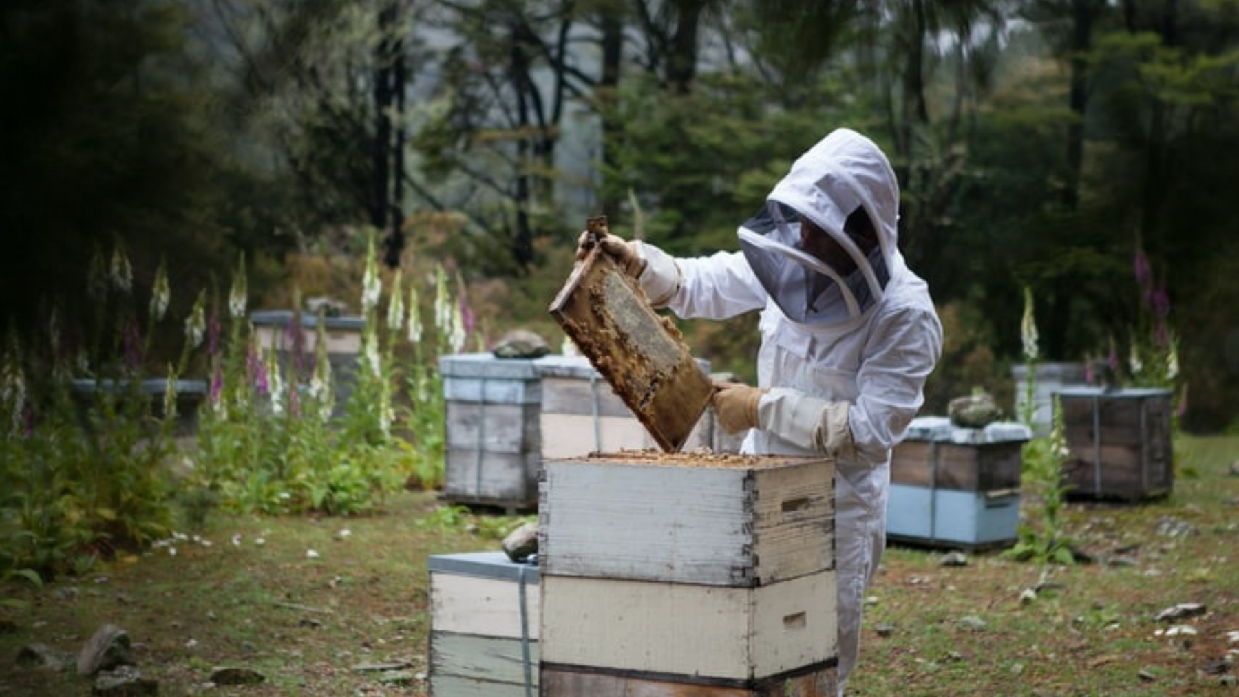 Importance of Bee Hive Inspections