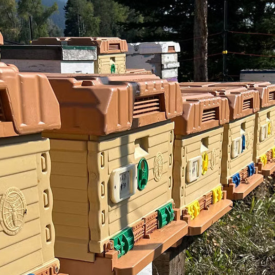 Why Beginner Beekeepers are Switching to the Apimaye Beehives