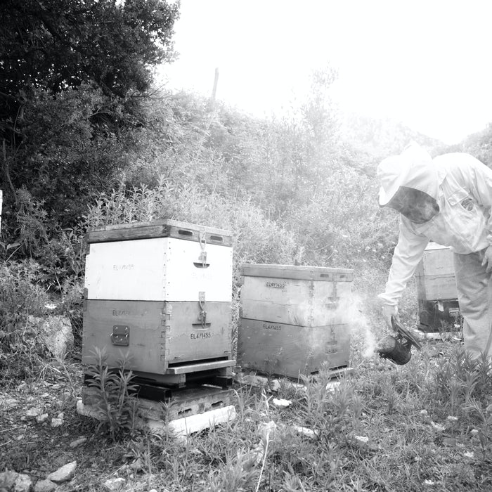 Fall Beekeeping- Part 2 | Can Bees Survive Winter Enough Honey to Make It Through?