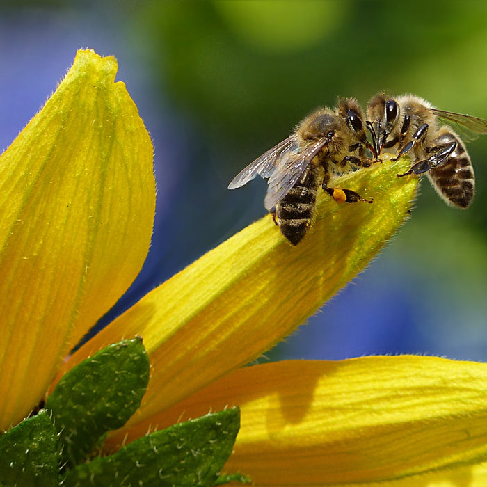What Every Beekeeper Needs to Know About Nectar Dearths
