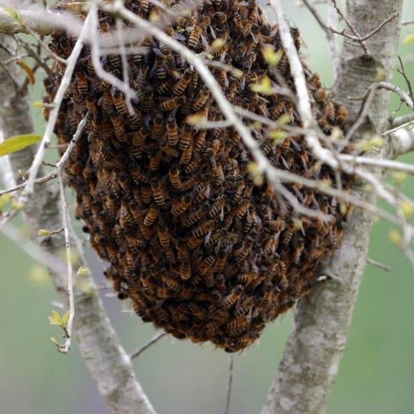 What Makes Up Your Honey Bee Colony