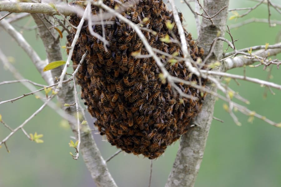 What Makes Up Your Honey Bee Colony