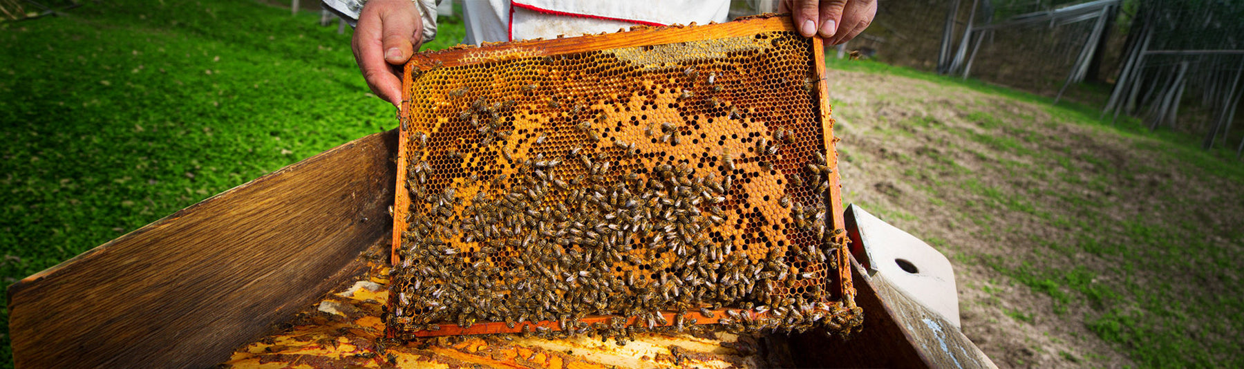 Good vs. Bad Brood Pattern: What Your Bees Are Trying to Tell You