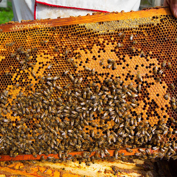 Good vs. Bad Brood Pattern: What Your Bees Are Trying to Tell You