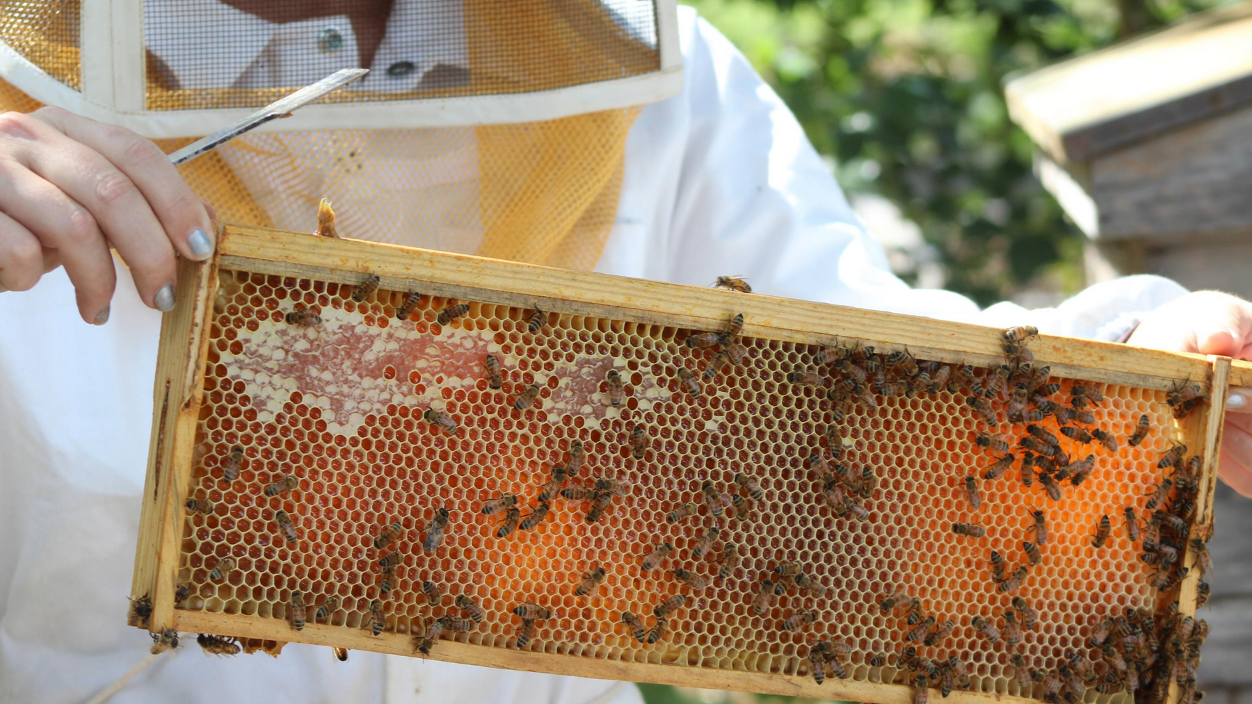 The Beekeeper’s Guide to Frame Repair and Replacement