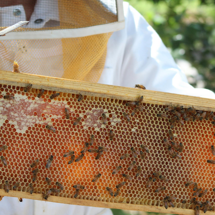 The Beekeeper’s Guide to Frame Repair and Replacement