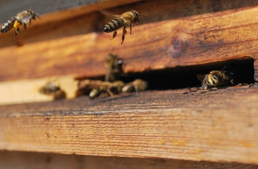 The Parts That Build Your Beehive