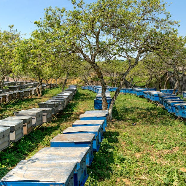 Beekeeping and Honey Production: A Simple Guide for Beginners
