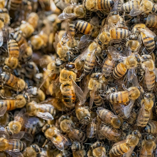 Top Beekeeping Organizations You Should Join for Support and Learning