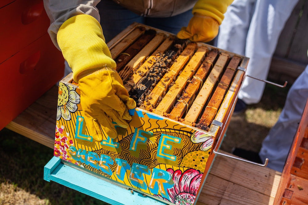 7 Best Practices for Beekeeping Tool and Equipment Maintenance