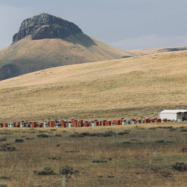 brushy mountain bee farm