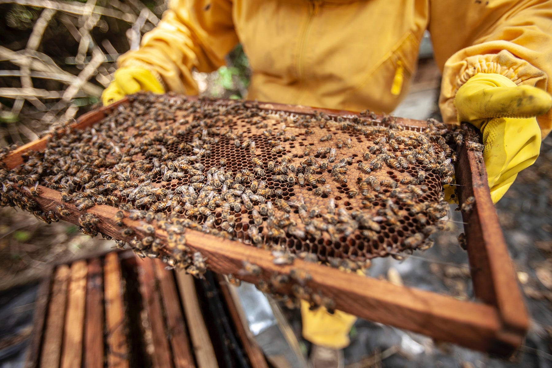 The Beekeeper's Guide to Splitting a Hive