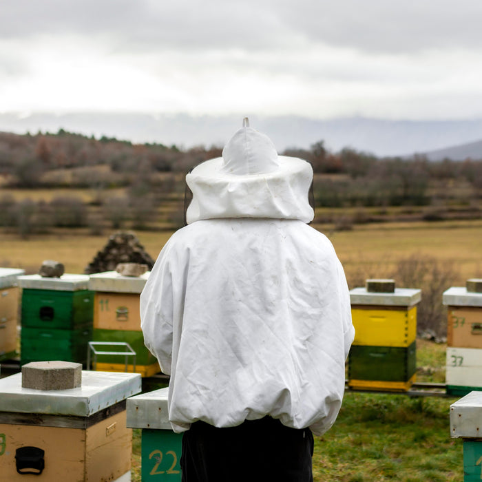 History of Beekeeping in the United States