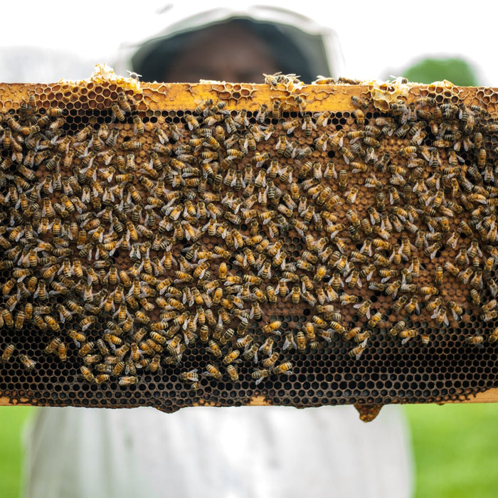 How to Get Started in Beekeeping