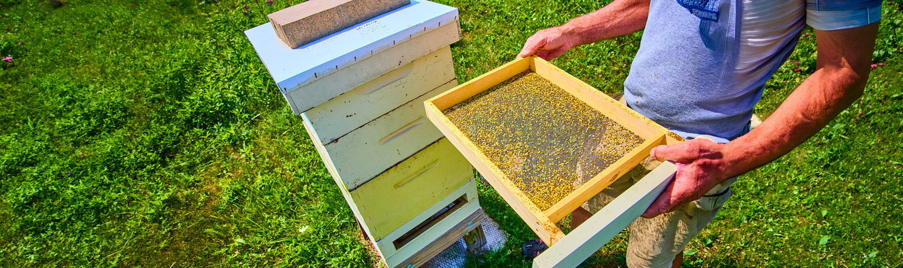 Is Pollen Trapping Bad for Bees? How to Use a Pollen Trap Without Stressing the Hive