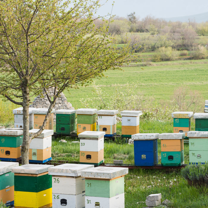  Bee Equipment for Sale Near Me