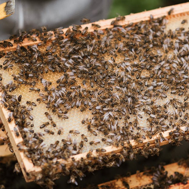 honey business