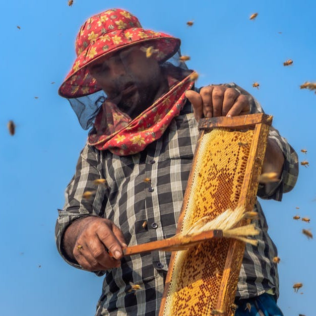 Start Your Own Honey Business: Tips for Success and Growth