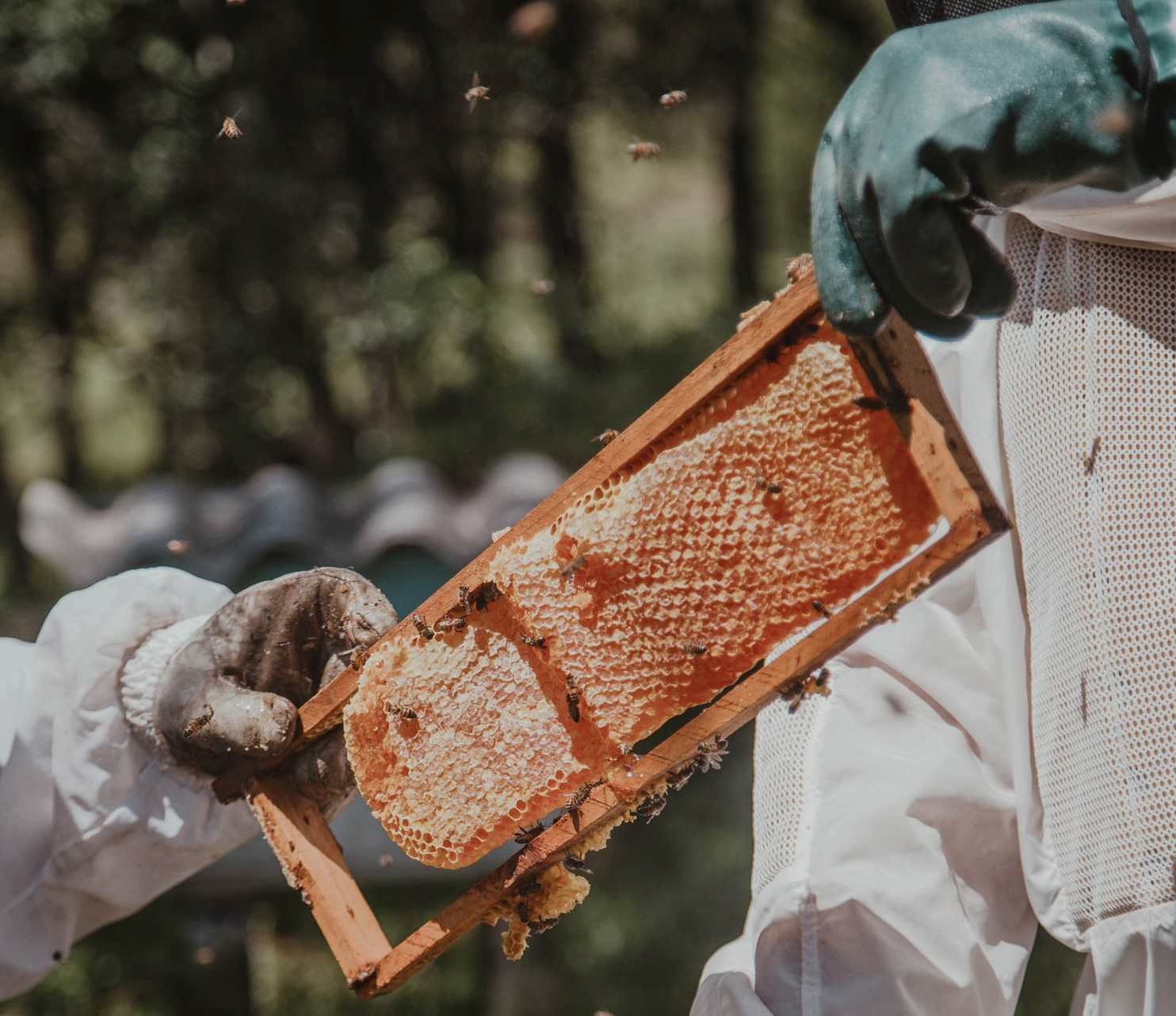 How to Harvest Honey and Honey Harvesting Equipment- Beekeeper's Guide