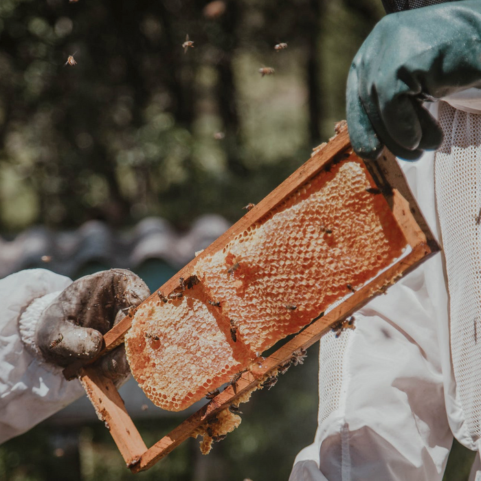 How to Harvest Honey and Honey Harvesting Equipment- Beekeeper's Guide