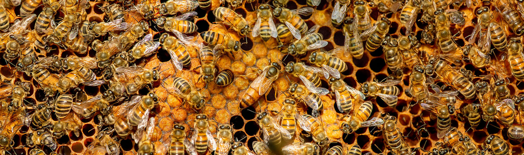 How to Requeen a Hive and Spot a Failing Queen