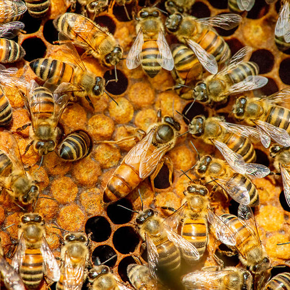 How to Requeen a Hive and Spot a Failing Queen