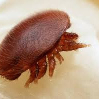 Why Treat Varroa Mites With Oxalic Acid Vapor?