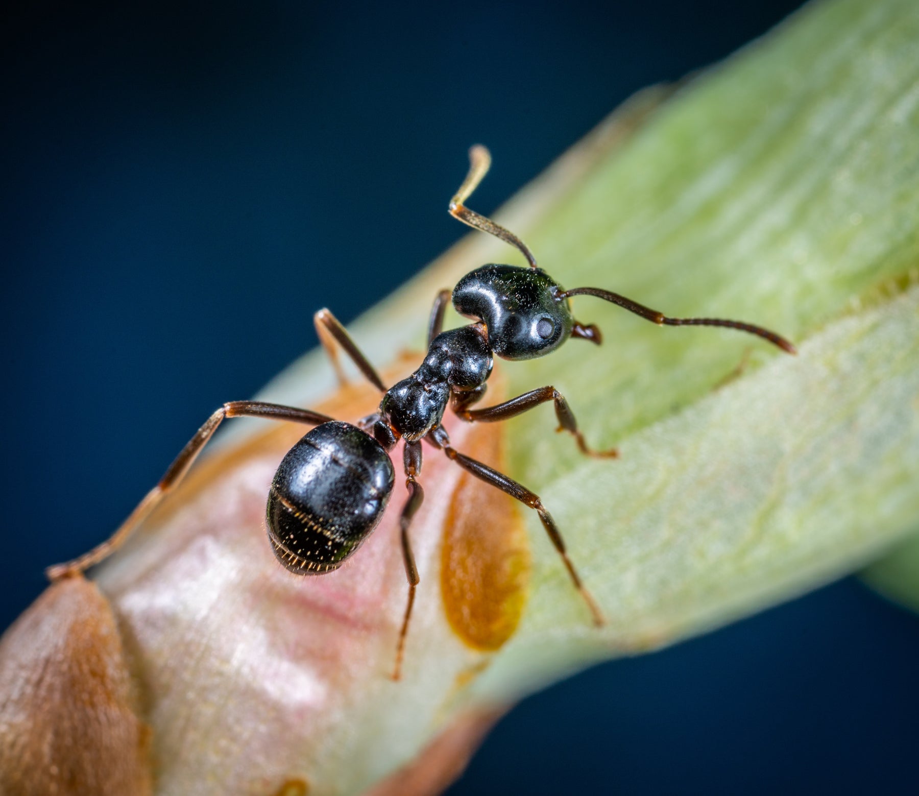 Beekeeping Pest Control- Part 3 | Controlling Ants and Tracheal Mite Treatment for Bees