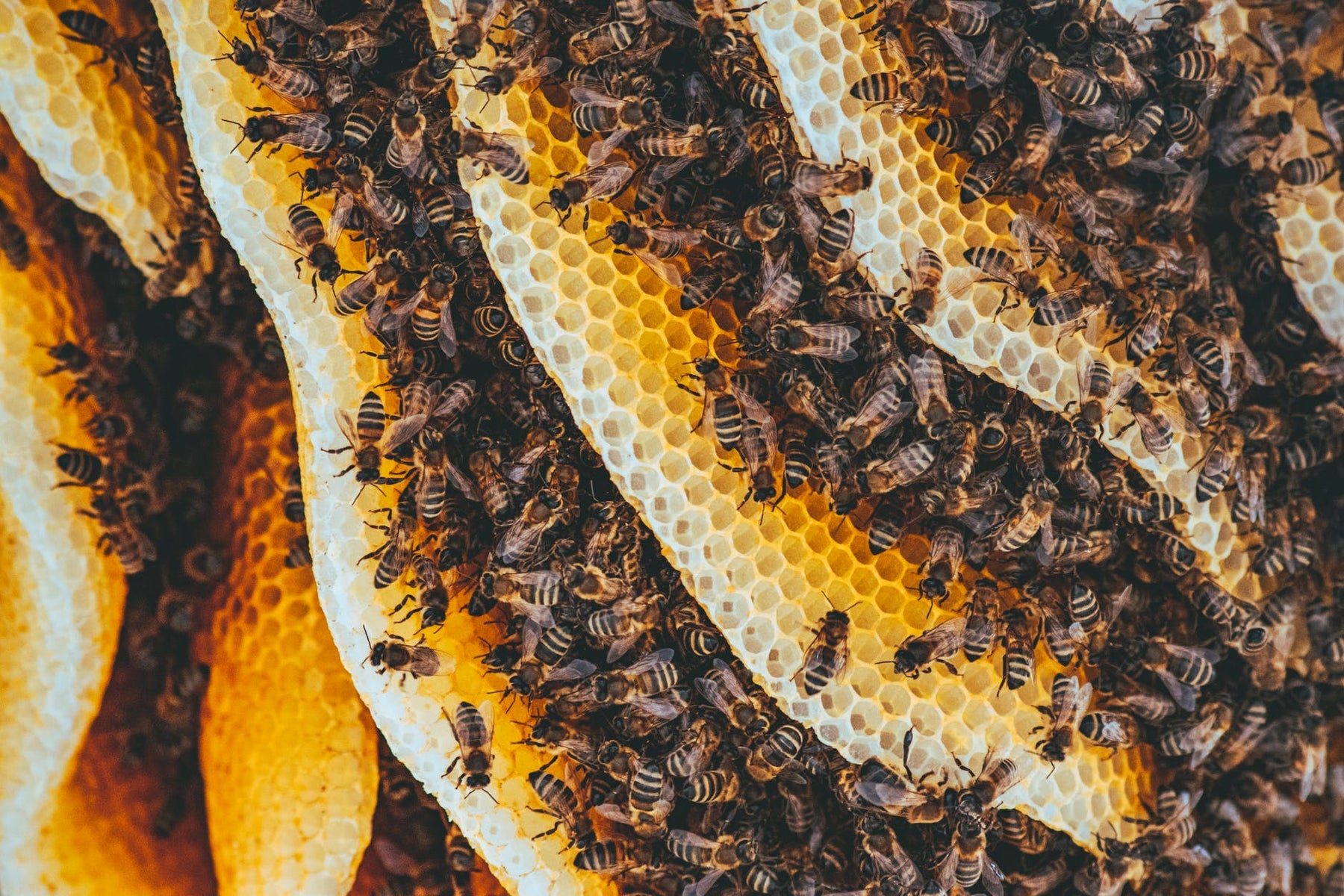 Hobby During Pandemic | Why Beekeeping Is the Ideal Hobby During the Coronavirus Pandemic
