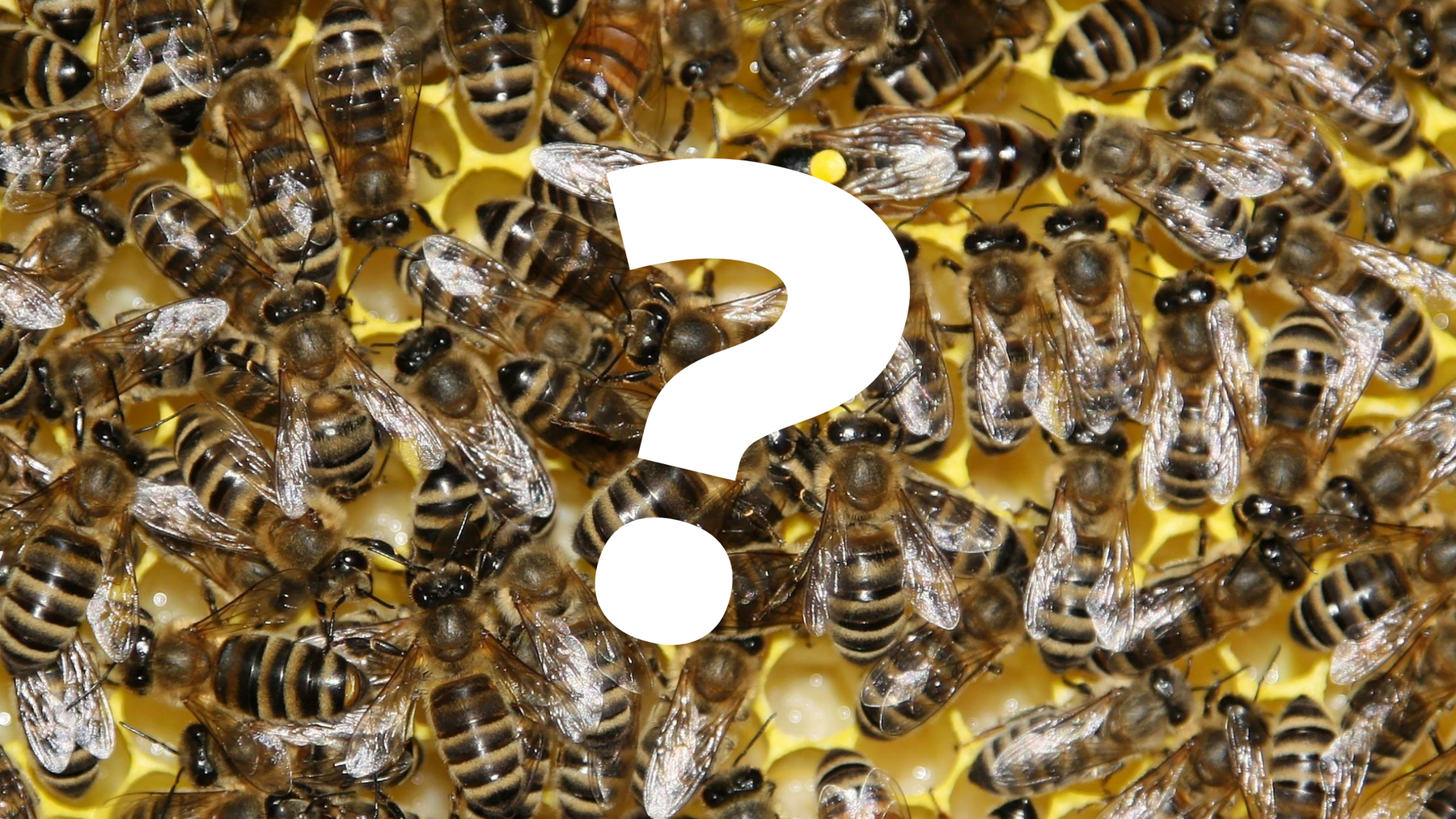 6 Ways to Tell If Your Beehive is Queenless